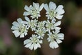 Mediterranean hartwort flowers Tordylium apulum Royalty Free Stock Photo