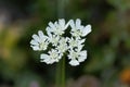 Mediterranean hartwort flowers Tordylium apulum Royalty Free Stock Photo