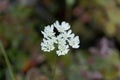 Mediterranean hartwort flowers Tordylium apulum Royalty Free Stock Photo