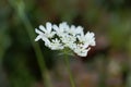 Mediterranean hartwort flowers Tordylium apulum Royalty Free Stock Photo