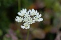 Mediterranean hartwort flowers Tordylium apulum Royalty Free Stock Photo