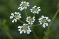 Mediterranean Hartwort Tordylium apulum Royalty Free Stock Photo