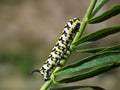 Mediterranean hawk-moth caterpillar , Hyles nicaea larvae Royalty Free Stock Photo