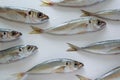 The Mediterranean horse mackerel on white background