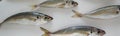 The Mediterranean horse mackerel on white background Royalty Free Stock Photo