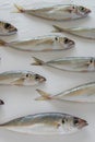 The Mediterranean horse mackerel on white background Royalty Free Stock Photo