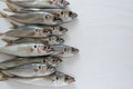 The Mediterranean horse mackerel on white background