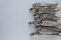 The Mediterranean horse mackerel on white background Royalty Free Stock Photo