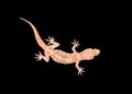 Mediterranean house gecko Royalty Free Stock Photo