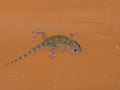Mediterranean house gecko on the ceiling at night Royalty Free Stock Photo