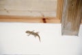 A Mediterranean house gecko. Royalty Free Stock Photo