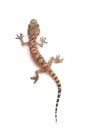 Mediterranean house gecko Hemidactylus turcicus on white Royalty Free Stock Photo