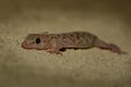 Mediterranean house gecko - Hemidactylus turcicus Royalty Free Stock Photo