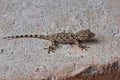 Mediterranean house gecko, young specimen Royalty Free Stock Photo