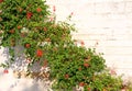Mediterranean house with red flowering Geraniums