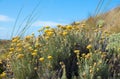 Mediterranean immortelle, helichrysum stoechas, yellow blooming coastal flower algarve portugal and blue sky