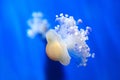 Mediterranean jelly fried egg jellyfish cotiloriza little jellies medusa deep blue underwater background