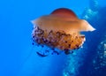 Orange Mediterranean jellyfish with symbiotic fish