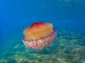 Mediterranean jellyfish . fried egg jellyfish in Mediterranean Sea Royalty Free Stock Photo