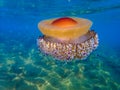 Mediterranean jellyfish . jellyfish in Mediterranean Sea Royalty Free Stock Photo