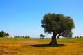 Mediterranean landscape