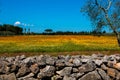 Mediterranean landscape whit olive trees, red poppies, yellow daisies and stone walls in Salento