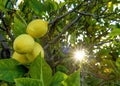 Backlit lemon grove