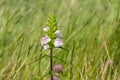 Mediterranean Linseed Bellardia trixago, San Francisco bay area; invasive in California, it displaces native vegetation