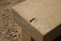 Mediterranean lizard with shadow on a stone bench, summertime, The Valle dei Templi, Agrigento, Sicily, Italy Royalty Free Stock Photo