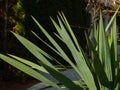 Yucca plant detail with large blade like green leaves.