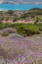 Mediterranean mackie flora