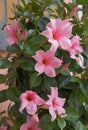 Mediterranean mandevilla flower in light pink Royalty Free Stock Photo