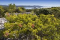 Mediterranean maquis and herbs on Kornati islands Royalty Free Stock Photo