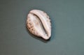 Mediterranean marble seashell white with dark round spots, top view on embossed background