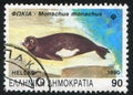 Mediterranean monk seal