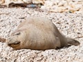 Mediterranean monk seal