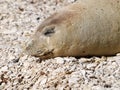 Mediterranean monk seal