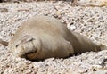 Mediterranean monk seal