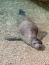 Mediterranean monk seal