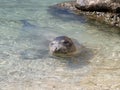 Mediterranean monk seal