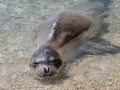 Mediterranean monk seal