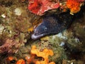Mediterranean moray Royalty Free Stock Photo