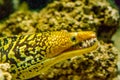 Mediterranean moray also known as the Saint Helena Royalty Free Stock Photo