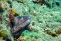 Mediterranean moray eel in the aegean sea
