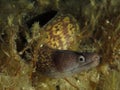 Mediterranean moray