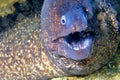 Mediterranean Moray, Muraena helena, Cabo Cope Puntas del Calnegre Natural Park