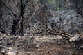 Mediterranean mountain forest after wildfire