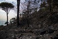 Mediterranean mountain forest after wildfire