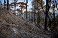 Mediterranean mountain forest after wildfire