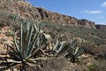 Mediterranean mountain landscape with yucca plants